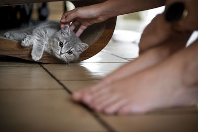 Close-up of hand holding cat on floor