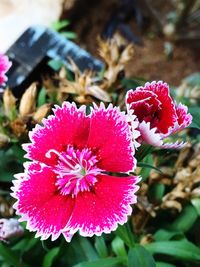 Close-up of pink flowers