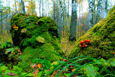 Plants and trees in forest