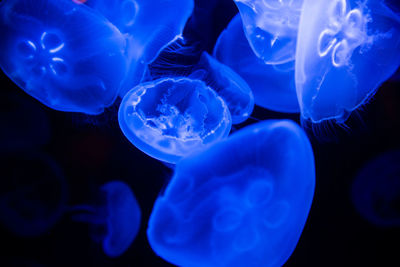 Close-up of jellyfish in sea