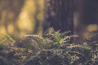 Close-up of ferns growing in forest