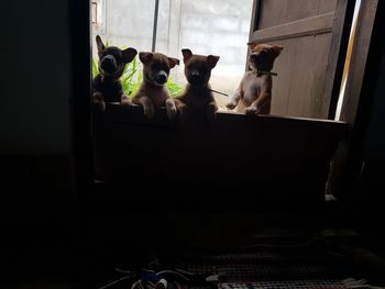 Dogs sitting in the window
