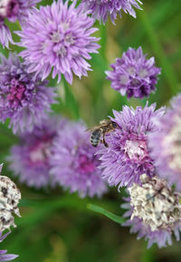 Close-up of bee pollinating on purple flower