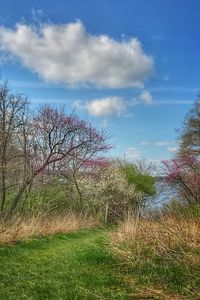 Plants and trees against sky