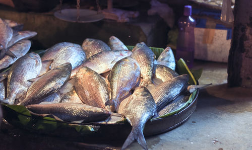 Hilsa fish for sale, inside a local fish market at kolkata, west bengal.