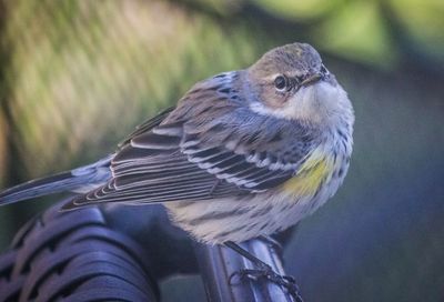 Close-up of bird perching outdoors