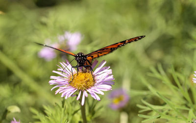 Close-up of butterfly on flower