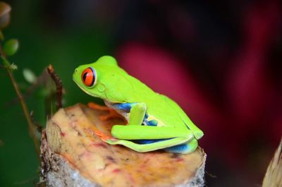 Side view of tree frog