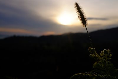 Close-up of fresh green plant against sky during sunset