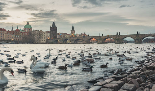 Flock of birds in a river