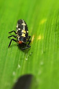 Close-up of insect on leaf