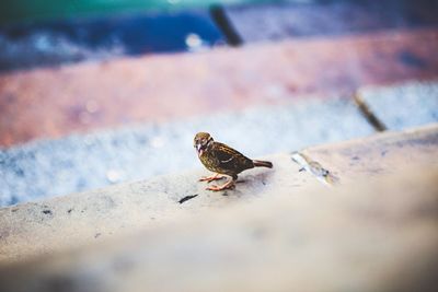 Close up of a bird