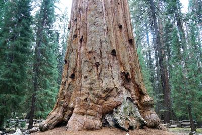 Low angle view of pine tree in forest