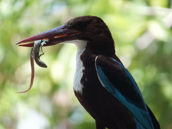 Close-up of bird perching