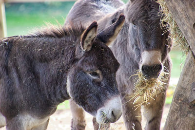 Close-up of two donkies on field