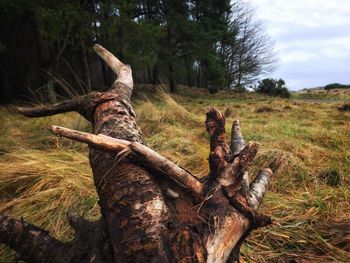 Close-up of dead tree on field