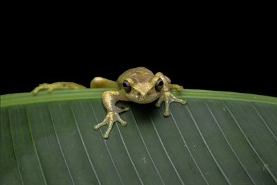 Close-up of crab on leaf against black background