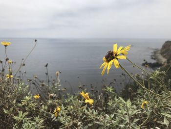 Close-up of yellow flowering plant on land against sky