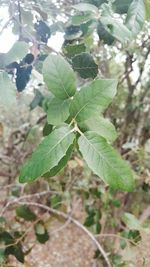 Close-up of leaves