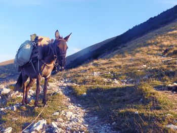 Horse on field against clear sky