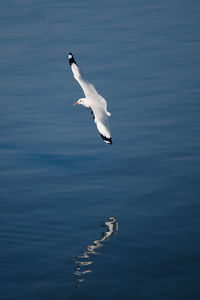 Seagull flying over sea