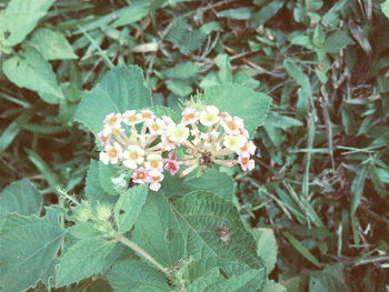 Close-up of flowers