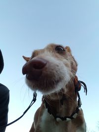 Close-up of dog against clear sky