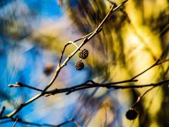 Close-up of caterpillar on branch