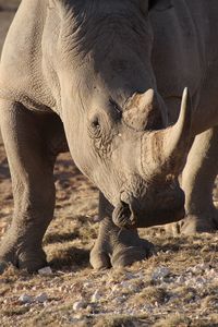 Close-up of elephant on field