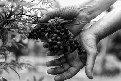 Close-up of hand holding berries