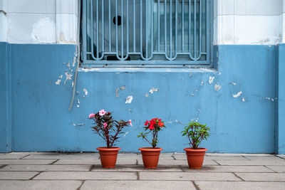 Potted plant against wall