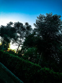 Low angle view of trees against sky