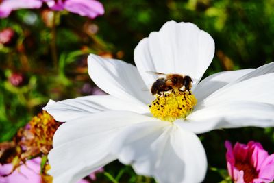 Close-up of bee on white flower