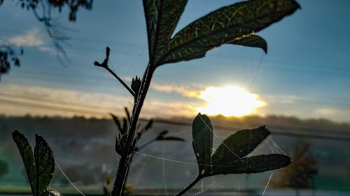 Close-up of plant against sky during sunset