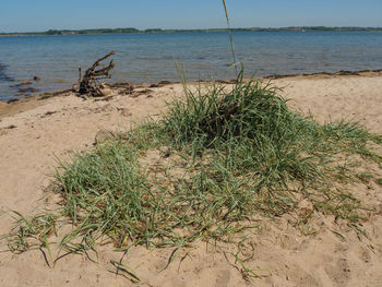 Plants growing on beach against sea