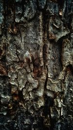 Full frame shot of tree trunk