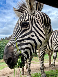 View of a zebra