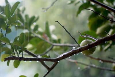 Low angle view of wet tree branch