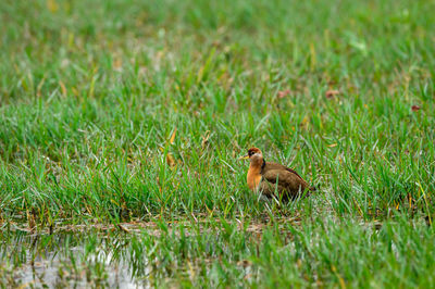 View of a bird on field