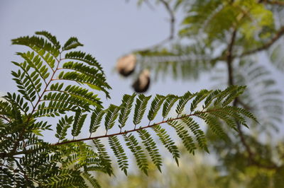 Low angle view of pine tree leaves against sky