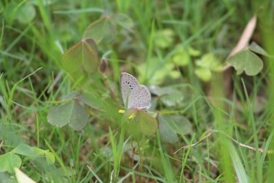 Close-up of butterfly on grass