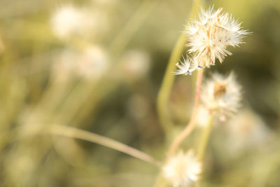 Close-up of dandelion against blurred background