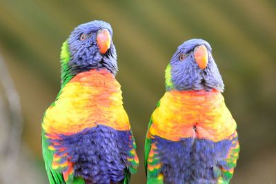 Close-up of rainbow lorikeets