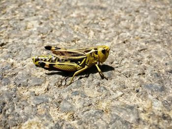 Close-up of grasshopper