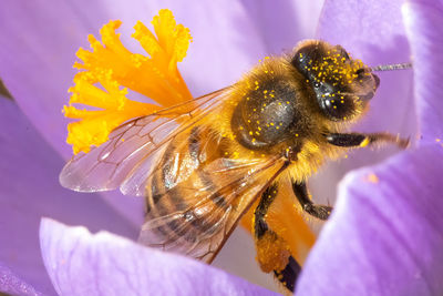 Close-up of bee pollinating on purple flower