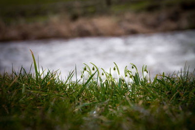 Close-up of grass growing on field