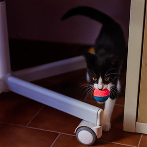 Portrait of black cat sitting at home