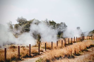 Panoramic shot of trees on landscape