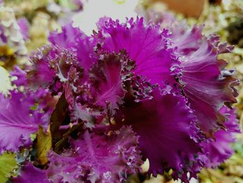 Close-up of purple flowers blooming outdoors