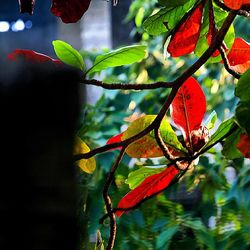 Close-up of leaves on tree